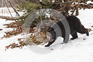 Black Bear (Ursus americanus) Walks Down Snowy Embankment Next to Root Bundle Winter