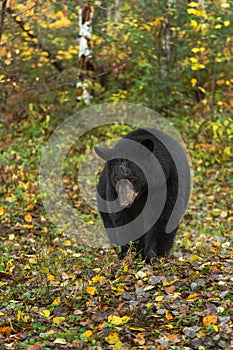 Black Bear Ursus americanus Walks Forward Through Autumn Leaves