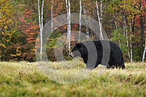 Black Bear (Ursus americanus) Walks Left in Autumn Colors