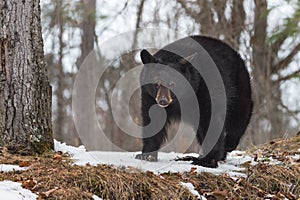 Black Bear (Ursus americanus) Walks Past Tree Winter