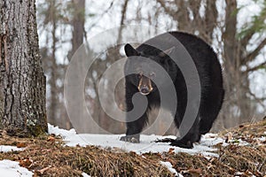 Black Bear (Ursus americanus) Walks Past Tree Winter photo
