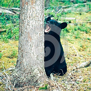 Black Bear Ursus americanus Yukon boreal forest