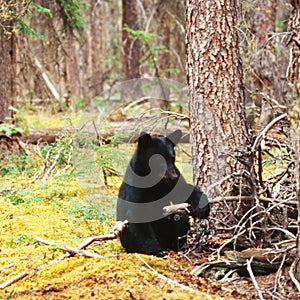 Black Bear Ursus americanus Yukon Canada taiga