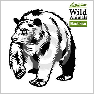 Black Bear - vector illustration in realistic style