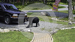 Black Bear Walking Across My Driveway