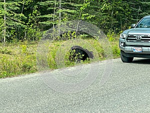 A Black Bear Walking along the road in Jasper National Park in Canada on a sunny spring day