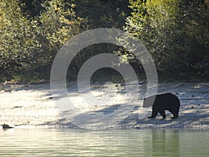 Black bear walking along the shore in Canada, British Columbia