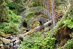 Black bear walking on fallen tree