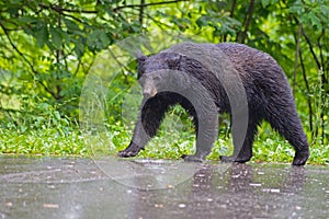 Black Bear walking in the rain, Smoky Mountains.