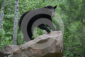 Black Bear walks on the edge of a boulder.