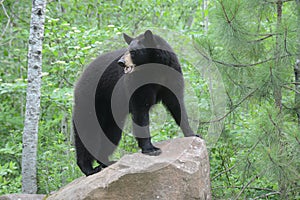 Black Bear walks on the edge of a boulder.