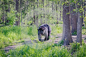 Black bear walks through forest in Spring