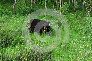 Black bear in waterton photo
