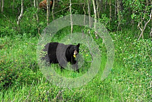 Black bear in waterton photo