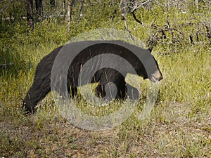 Black Bear in the wild