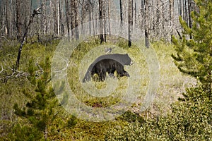 Black Bear in the wild