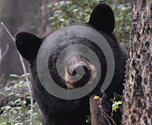 Black bear