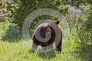 Black Bear wildlife in meadow mountains