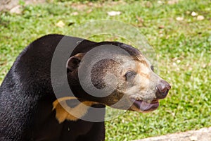 Black Bear in Zoo.