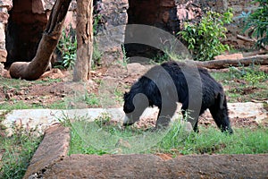 Black bear in zoo. Funny bear is walking in the zoo.