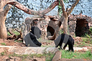 Black bear in zoo. Funny bear is walking in the zoo.