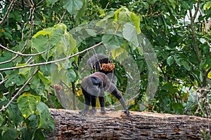 Black Bearded Saki monkey