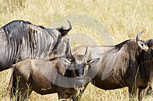 Black-bearded wildebeest