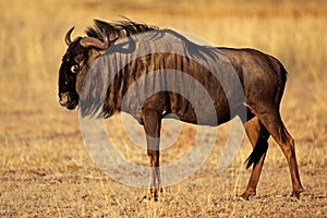 Black-bearded wildebeest, Kalahari desert