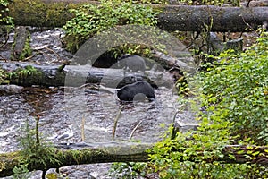 Black Bears in the Alaska Rainforest Sanctuary