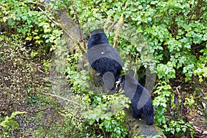 Black Bears in the Alaska Rainforest Sanctuary