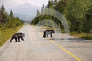 Black Bears crossing the road photo