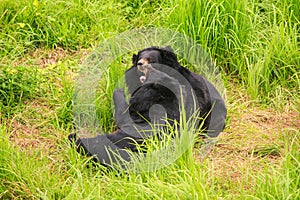 Black Bears Gambol on Grass in Zoo