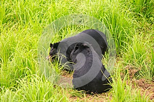 Black Bears Gambol on Grass in Zoo