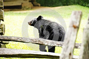 Black bears in Great Smoky Mountains National Park. Wildlife watching. Cades Cove Scenic Loop.