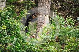 Black bears in Great Smoky Mountains National Park. Wildlife watching. Cades Cove Scenic Loop.