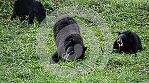 Black bears in Great Smoky Mountains National Park. Wildlife watching. Cades Cove Scenic Loop.