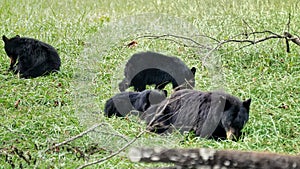 Black bears in Great Smoky Mountains National Park. Wildlife watching. Cades Cove Scenic Loop.