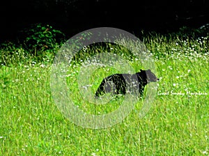 Black bears in Great Smoky Mountains National Park. Wildlife watching. Cades Cove Scenic Loop.