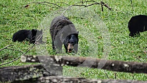 Black bears in Great Smoky Mountains National Park. Wildlife watching. Cades Cove Scenic Loop.