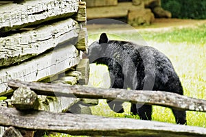 Black bears in Great Smoky Mountains National Park. Wildlife watching. Cades Cove Scenic Loop.