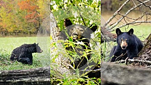 Black bears in Great Smoky Mountains National Park. Wildlife watching. Cades Cove Scenic Loop.