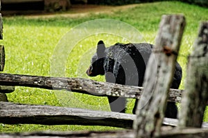 Black bears in Great Smoky Mountains National Park. Wildlife watching. Cades Cove Scenic Loop.