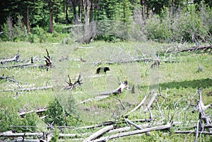 Black bears, grizzly bears, brown bears in Yellowstone National Park, Wyoming Montana. Summer wonderland. Wildlife watching.