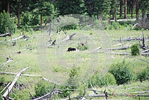 Black bears, grizzly bears, brown bears in Yellowstone National Park, Wyoming Montana. Summer wonderland. Wildlife watching.