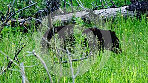 Black bears, grizzly bears, brown bears in Yellowstone National Park, Wyoming Montana. Summer wonderland. Wildlife watching.