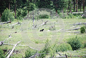 Black bears, grizzly bears, brown bears in Yellowstone National Park, Wyoming Montana. Summer wonderland. Wildlife watching.