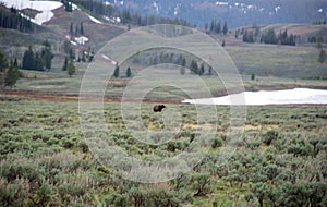 Black bears, grizzly bears, brown bears in Yellowstone National Park, Wyoming Montana. Summer wonderland. Wildlife watching.