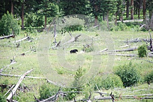 Black bears, grizzly bears, brown bears in Yellowstone National Park, Wyoming Montana. Summer wonderland. Wildlife watching.