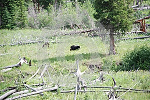 Black bears, grizzly bears, brown bears in Yellowstone National Park, Wyoming Montana. Summer wonderland. Wildlife watching.