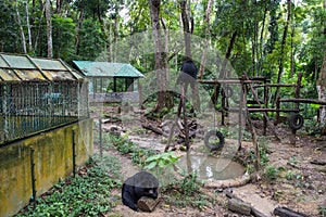 Black Bears at a Sanctuary at Kuang Si Waterfall near Luang Prabang, Laos